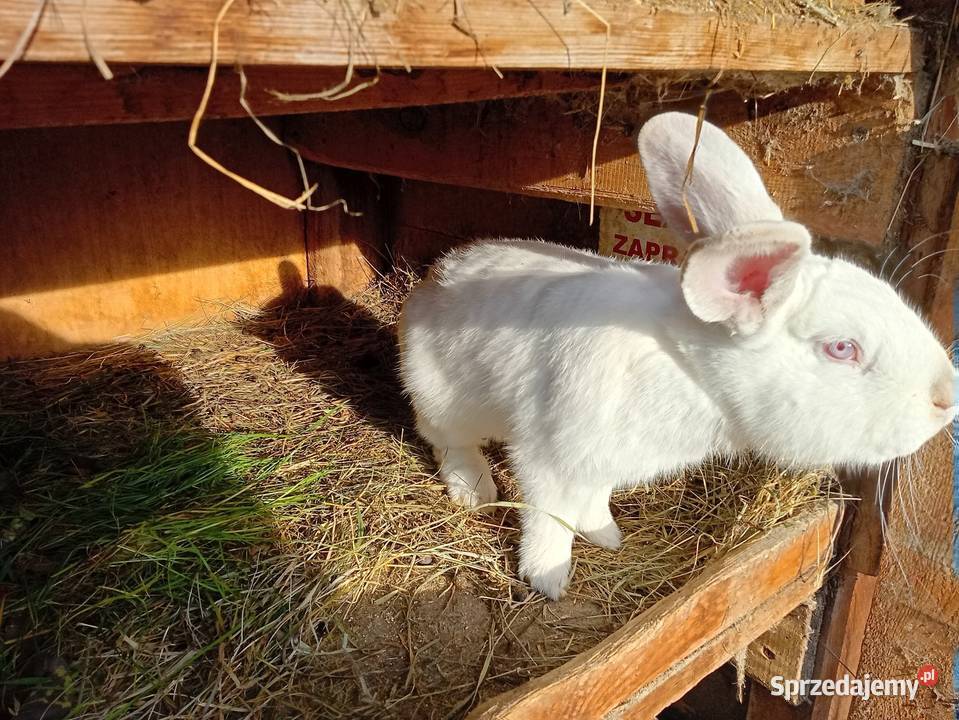 Króliki podkarpackie Ruda