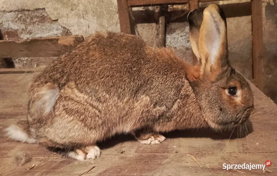 Sprzedam samice belgijską śląskie