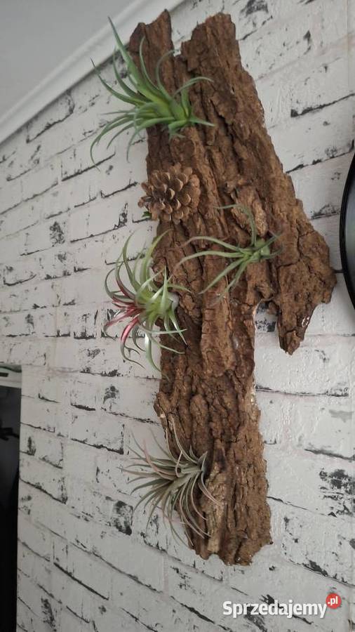 Ozdoba do akwarium terrarium Łódź usługa dla zwierząt