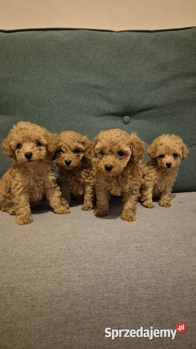 Zarejestrowany pudel toy Weronikopole sprzedam