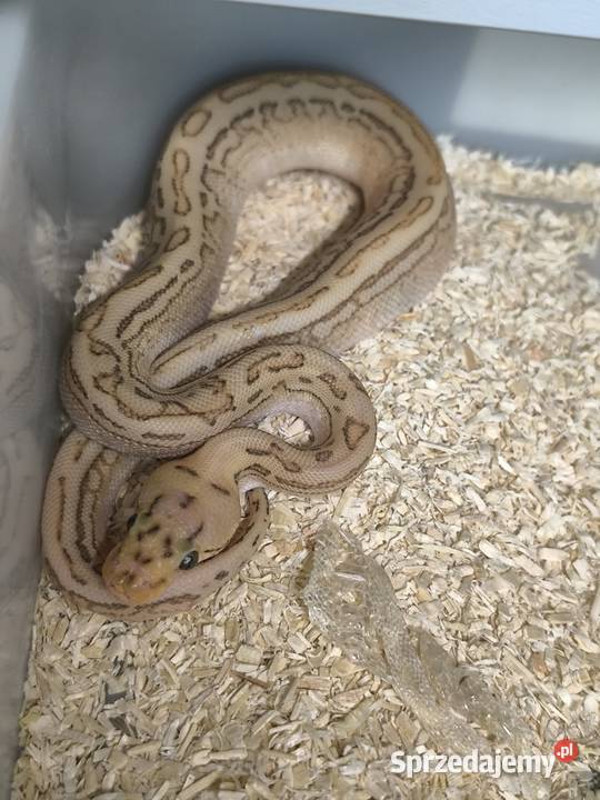 Pyton królewski lubuskie