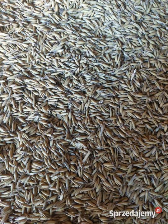 Owies bingo z centrali Grodziec