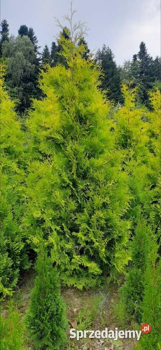 Thuja Europa Gold 130 do 220 Tuja dowóz Iglaki