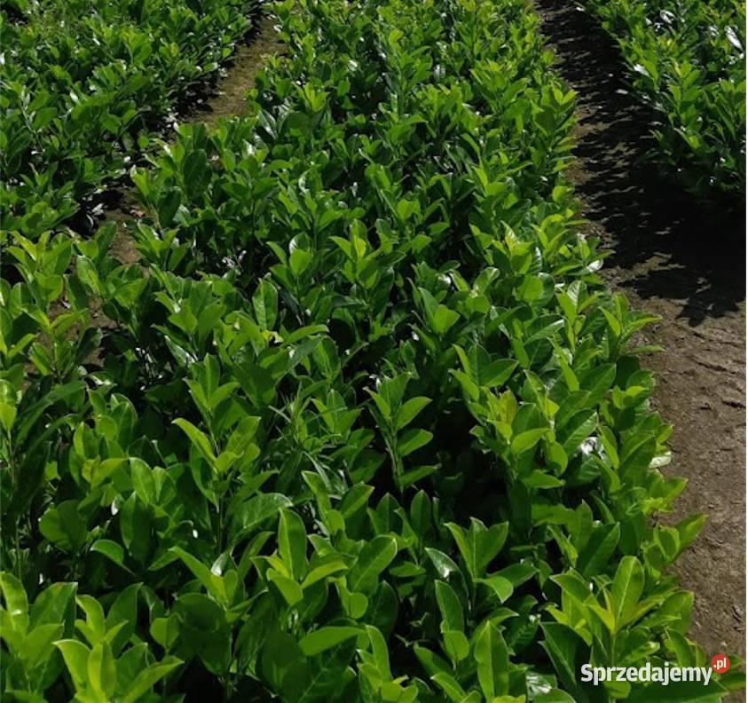 Laurowiśnia caucasica 60 80 Żywopłot zachodniopomorskie