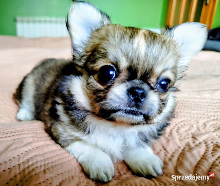 Chihuahua maleńki piesek Konin