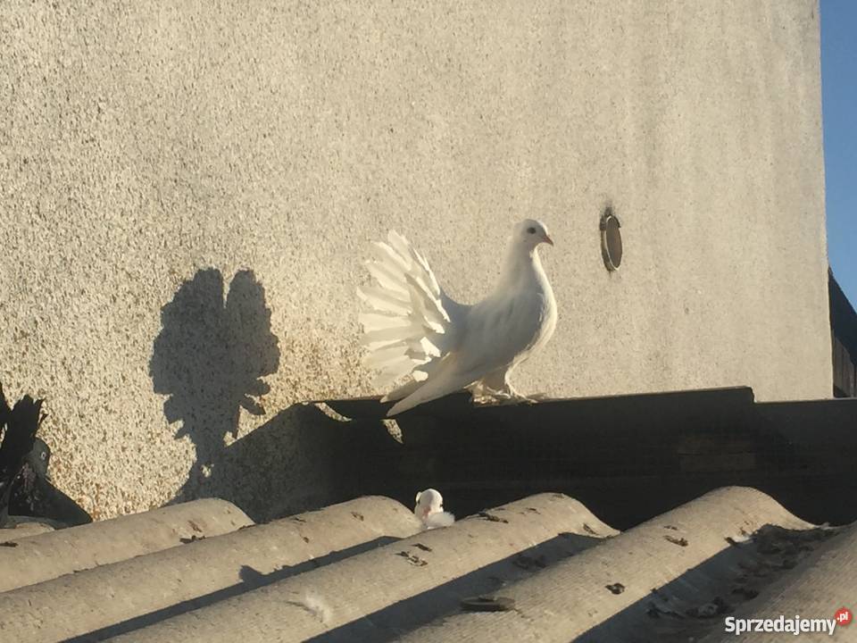 Pawik pawiki indyjskie Mogilno