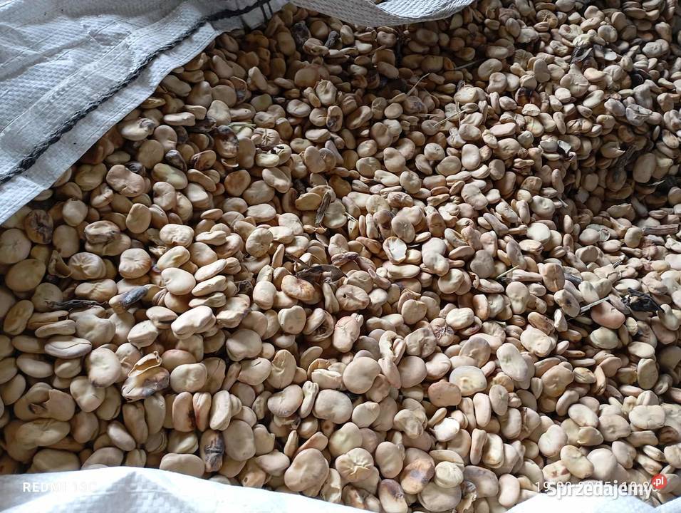 Bób bizon Łętkowice sprzedam