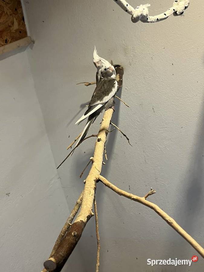 Papugi nierozłączki nimfy Mnichy sprzedam