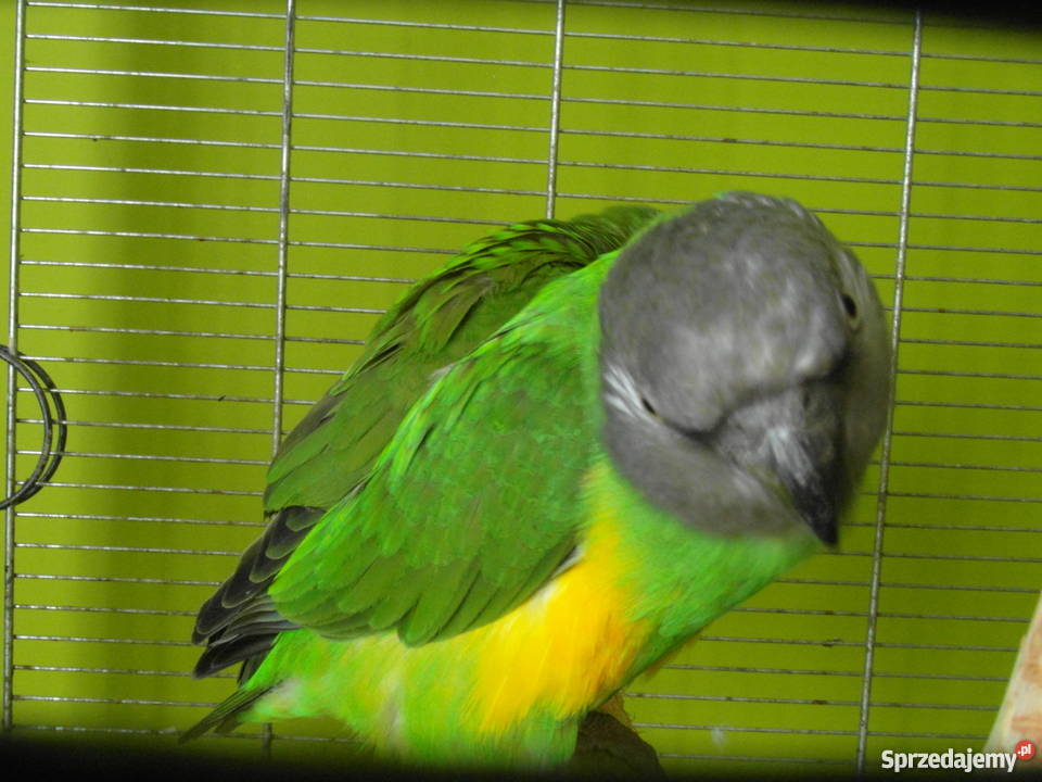 Sprzedam afrykanka senegalska dobrana para sprzedam