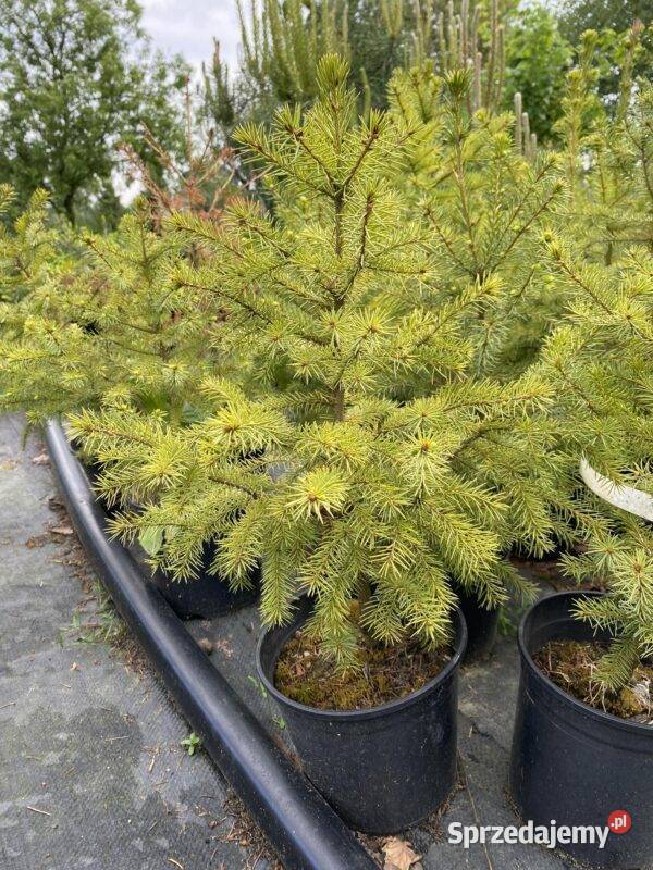 Świerk serbski Picea Omorica 2040 DONICZKA Rybnik