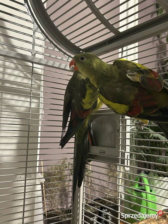 Papuga górska berg papugi górskie