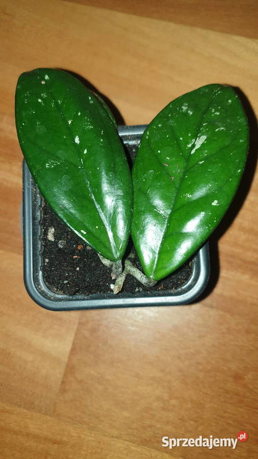 Hoya hoja kwiat rosnący Warszawa