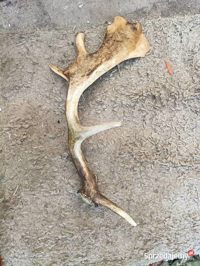 Sprzedam rug Wąbrzeźno