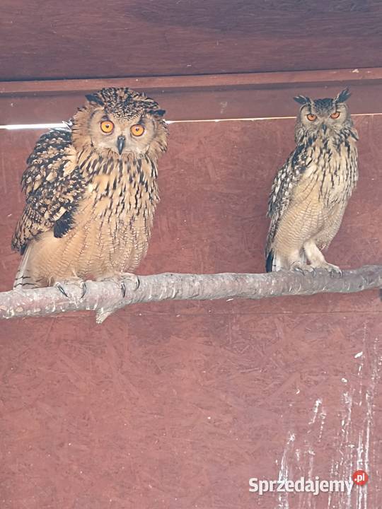 Sowa Puchacz Bengalski młode ostatni na ten Ustroń