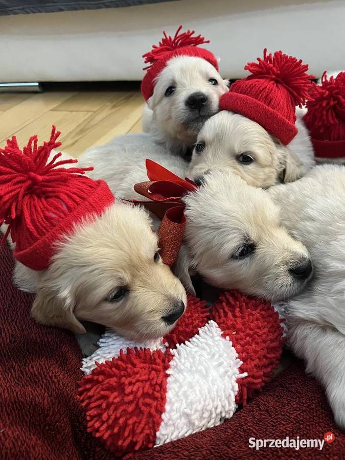 Szczeniaki Golden Retriever z legalnej hodowli Wilkołaz Pierwszy