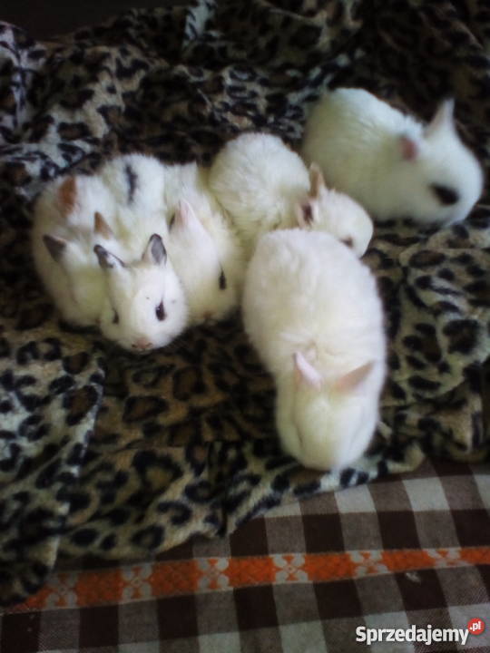 kroliczki karzelki Radom