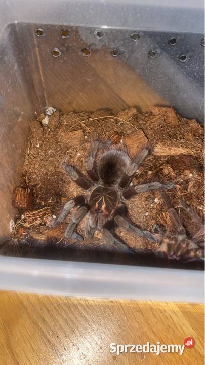 pamphobeteus sp machalla 4DC Kraków