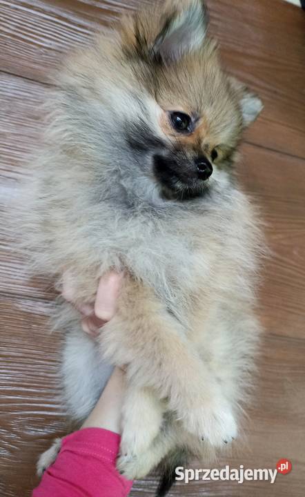 Suczka Szpic miniaturowy pomeranian Orange Sable łódzkie Bełchatów