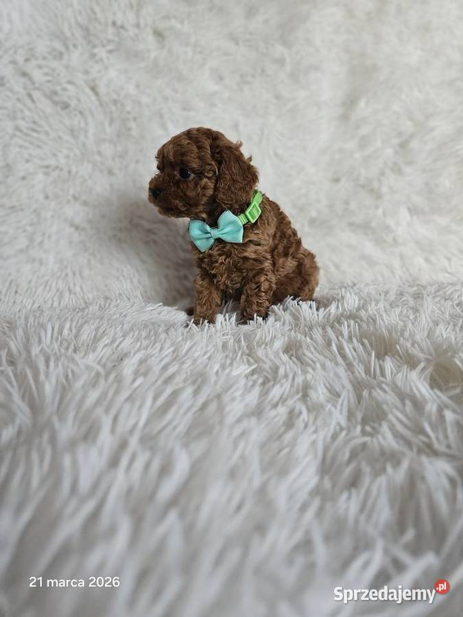 Pudel toy Genetyka Wyszków