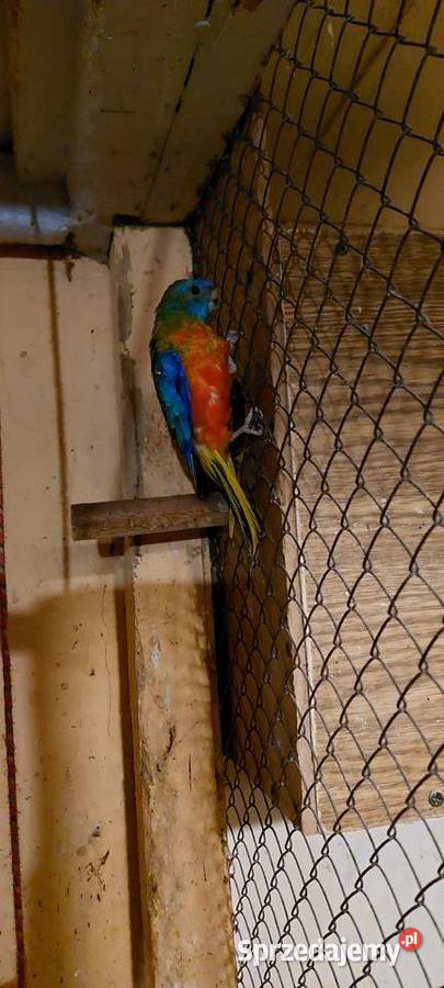 Świergot świergotka samiec Łużna