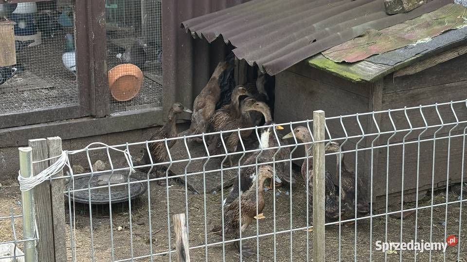 Młode kaczki bieguski matka śląskie Siewierz sprzedam
