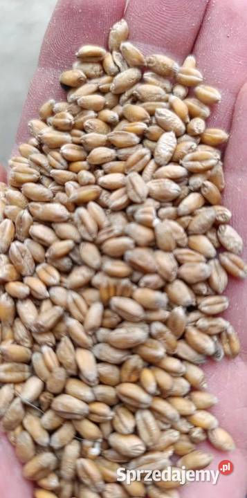 Sprzedam pszenicę ozimą Patras lubelskie Bełżyce