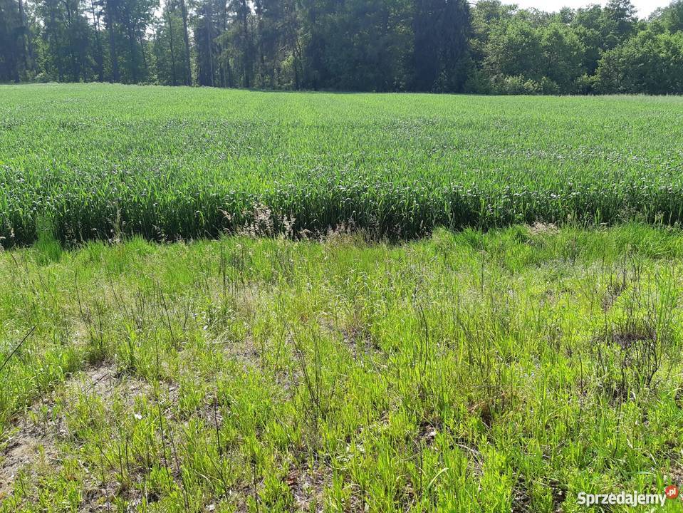 Działka rolna z domkiem Kończyce Małe