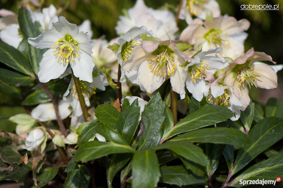 Sprzedam piękne sadzonki ciemiernika 5 gat do Swarzędz sprzedam