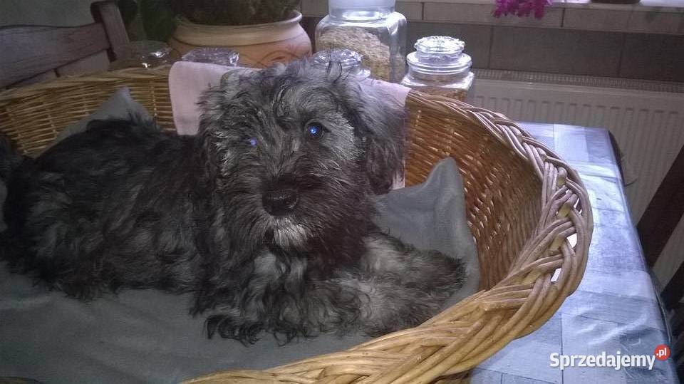 sznaucer miniaturowyszczenięta gotowe do odbioru kujawsko-pomorskie Lubień Kujawski