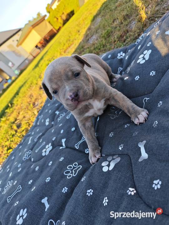 Szczeniak Amstaff Chełm