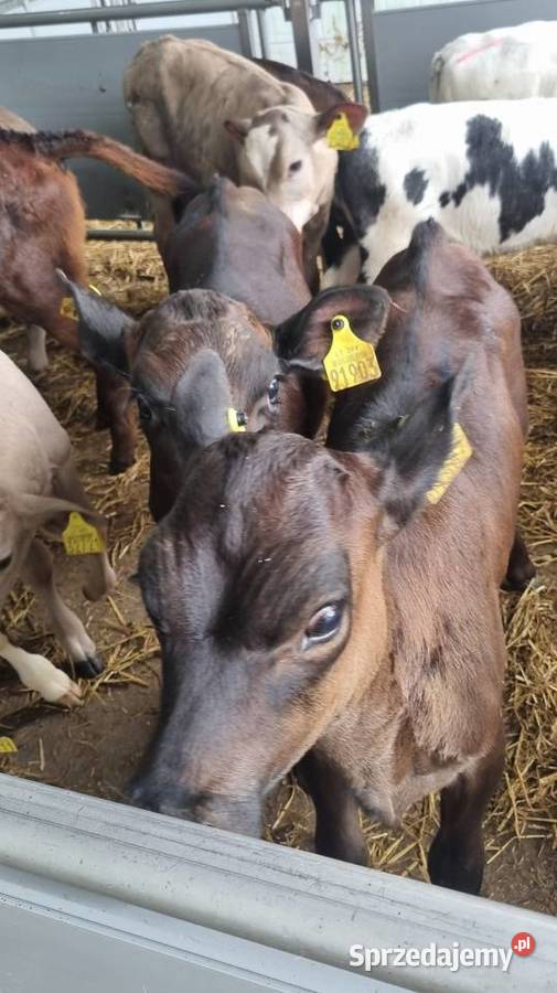 Byczki Jalowki Mięsne I mieszańce mazowieckie Sokołów Podlaski sprzedam