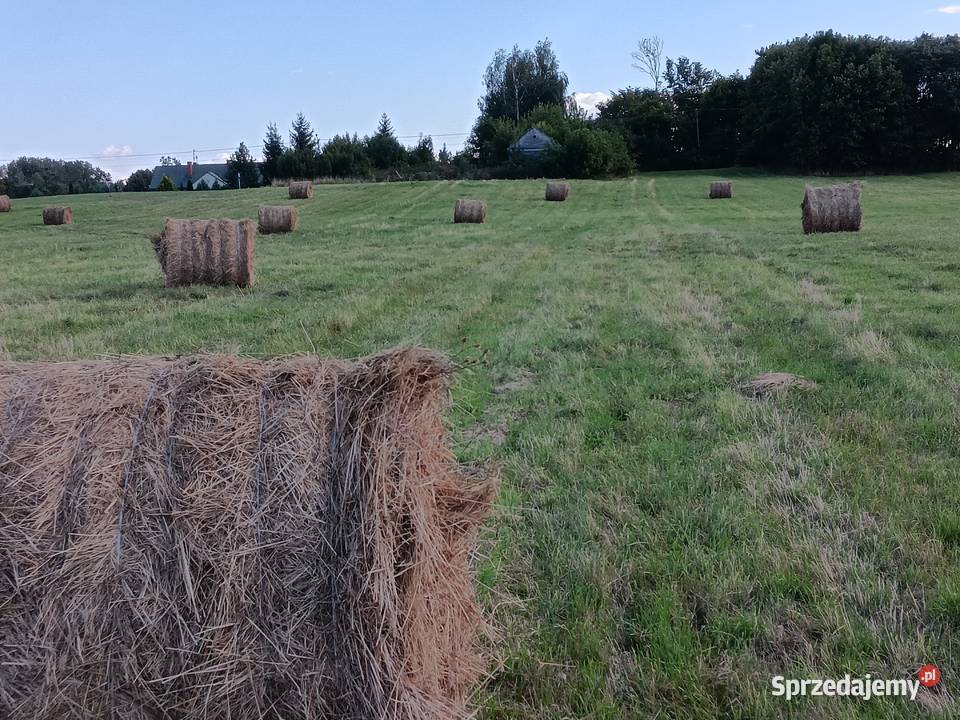 siano bele w stodole alpak kóz owiec królików Chylin