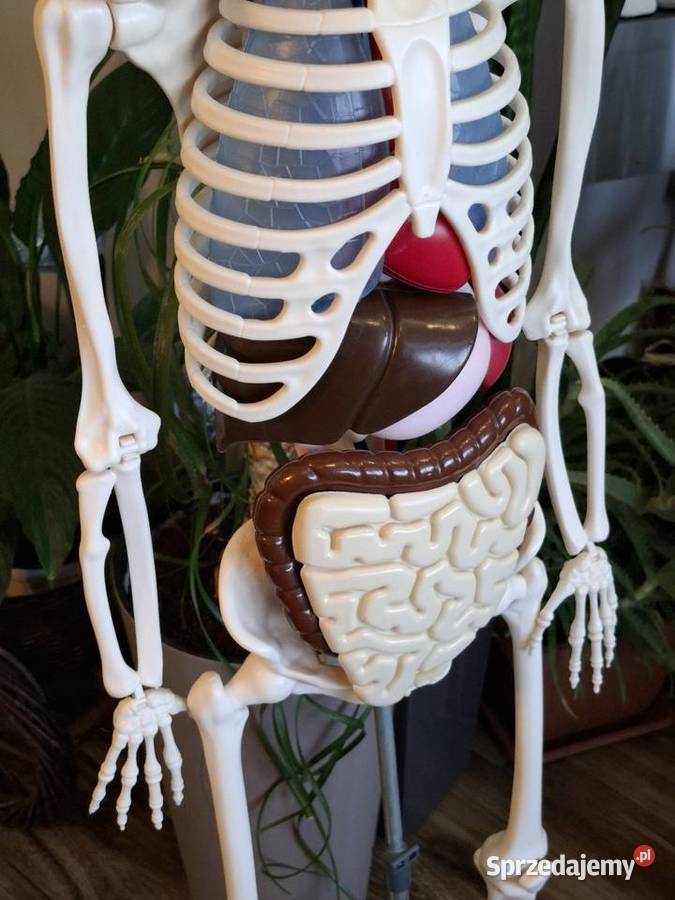 Model edukacyjny szkieletu człowieka kostek Kraków sprzedam