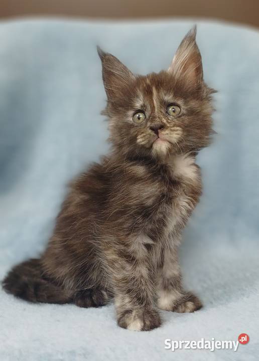 Maine Coon kotka rodowód FPL Olkusz sprzedam