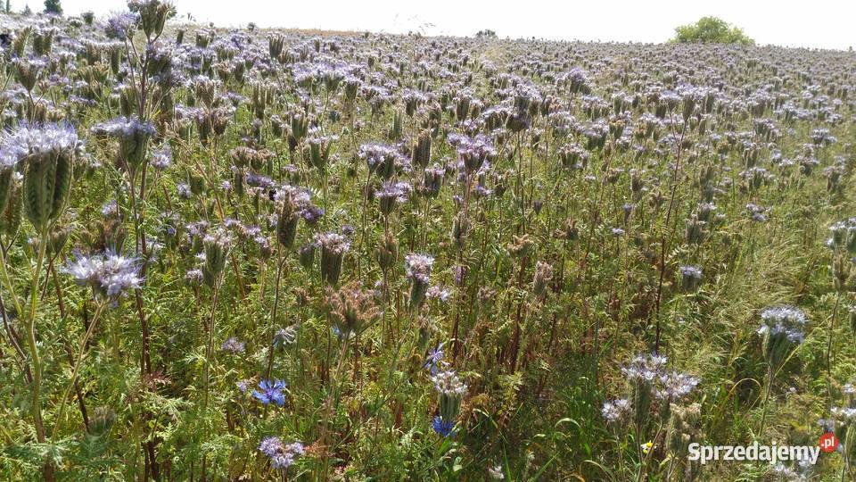 Facelia błękitna miododajna Pozostałe