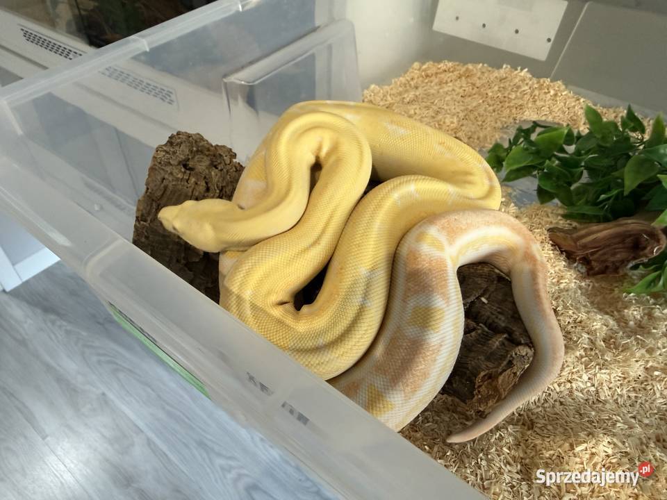 Boa Imperator Motley Albino Gady i płazy Bydgoszcz