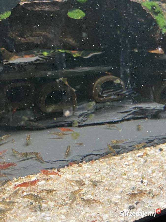 Mech Java moss Riccia pływająca Krewetki lubuskie Gorzów Wielkopolski