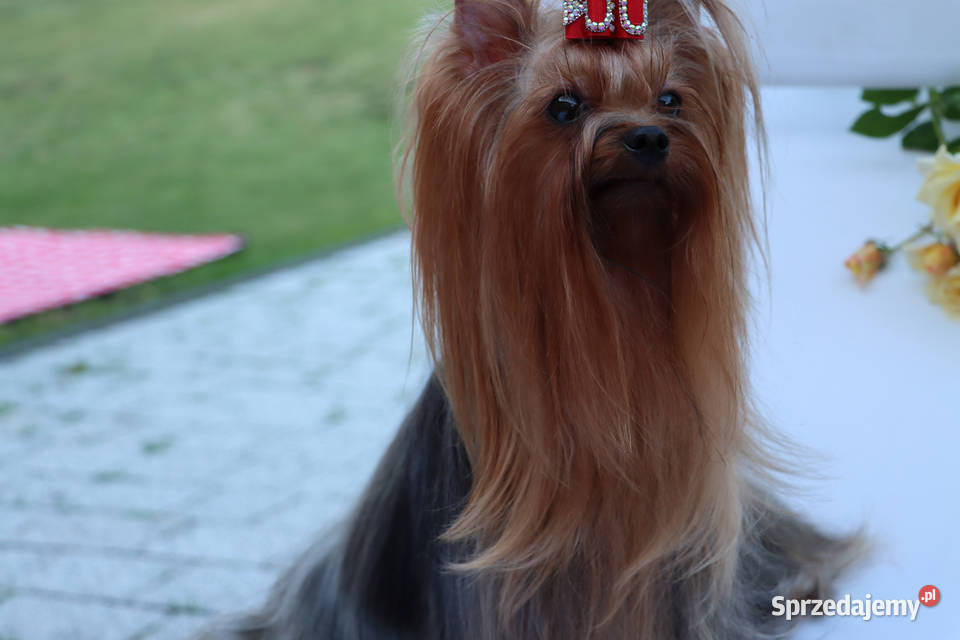 York szczenięta Championach z rodowodem hodowla dolnośląskie Wrocław