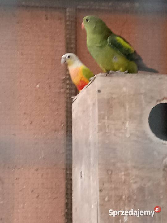 Sprzedam papugę rudosterke Drawsko