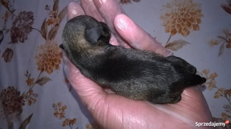 sznaucer miniaturowy Lubień Kujawski