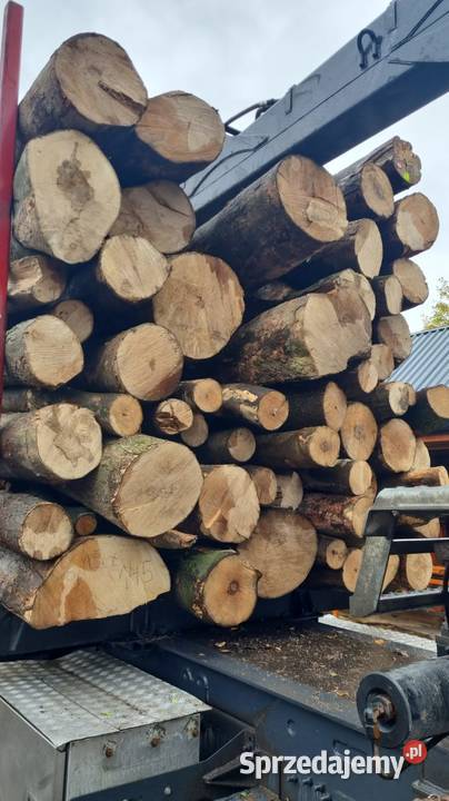 drewno kłody buk dąb jesion dolnośląskie Jelenia Góra