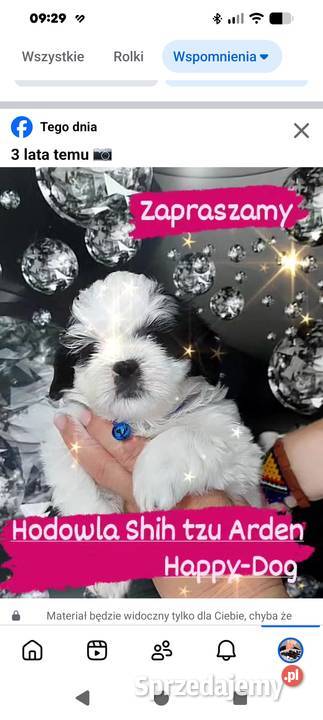 Szczenięta shih tzu z genem blue Shih Tzu Zawiercie
