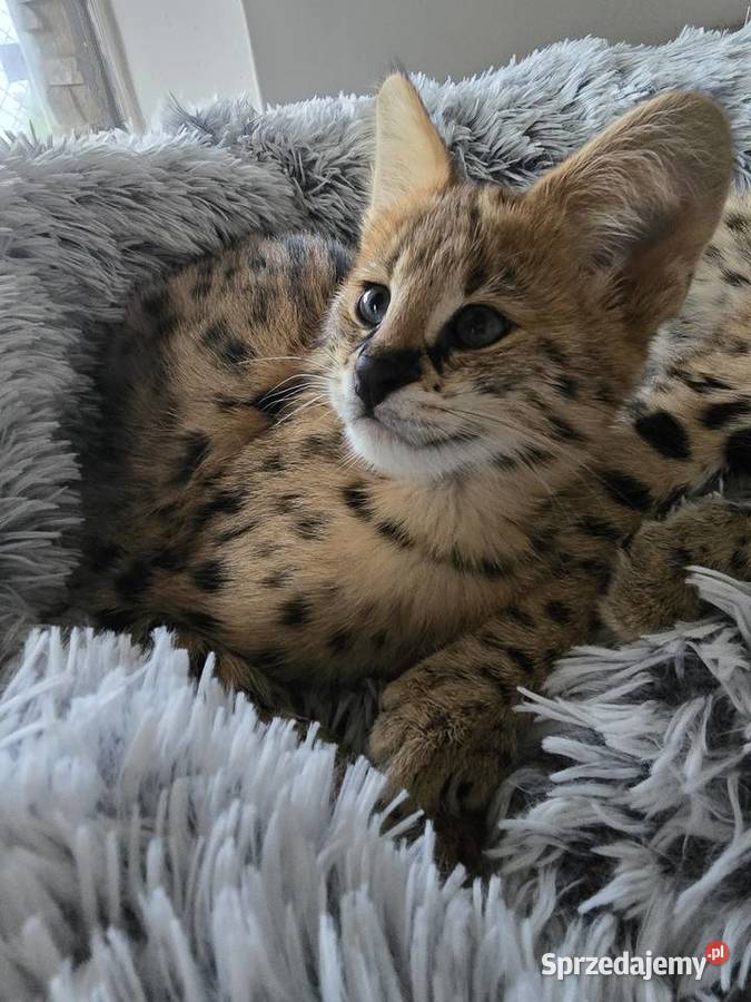 Serwal Afrykański Józefów sprzedam