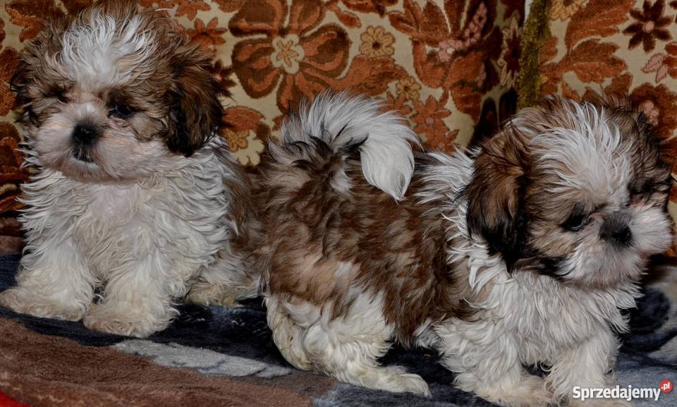 SHIH TZUpiękne szczeniaczki Psy małopolskie Kraków