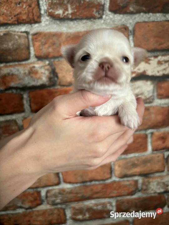 Chihuahua długowłosy chłopiec Chihuahua Chihuahua Strzelce Opolskie