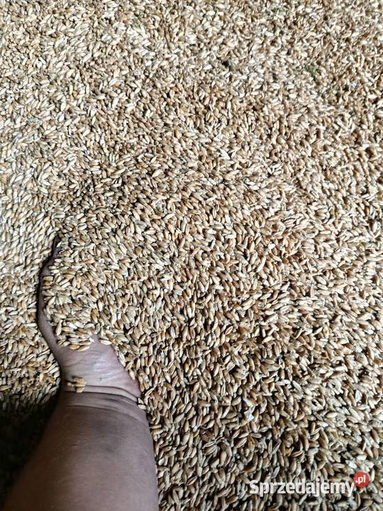 Pszenica pszenżyto sprzedam mazowieckie Nasielsk