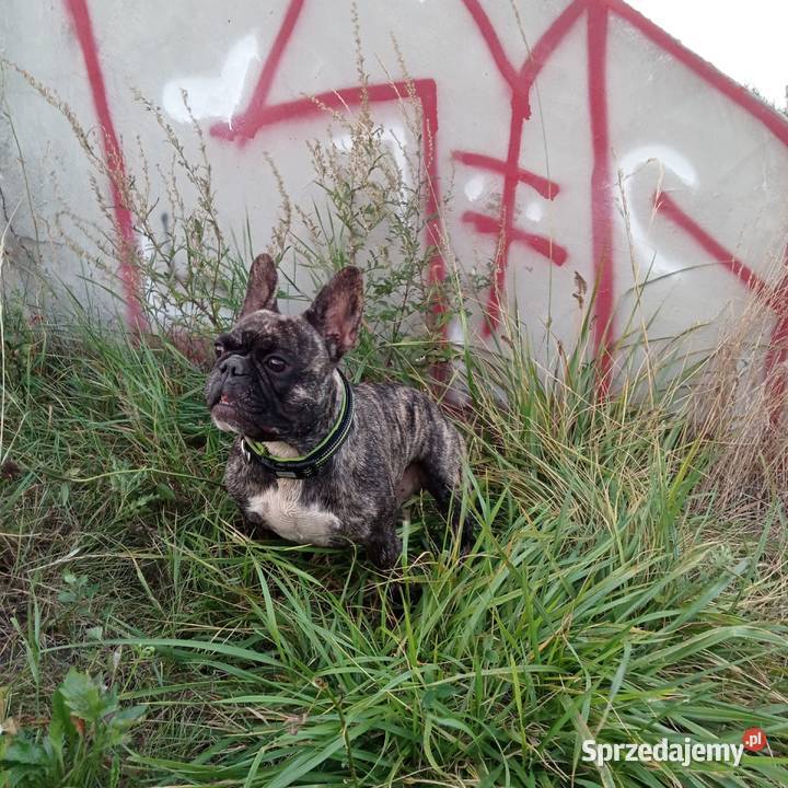 Buldog Francuski reproduktor Białystok sprzedam