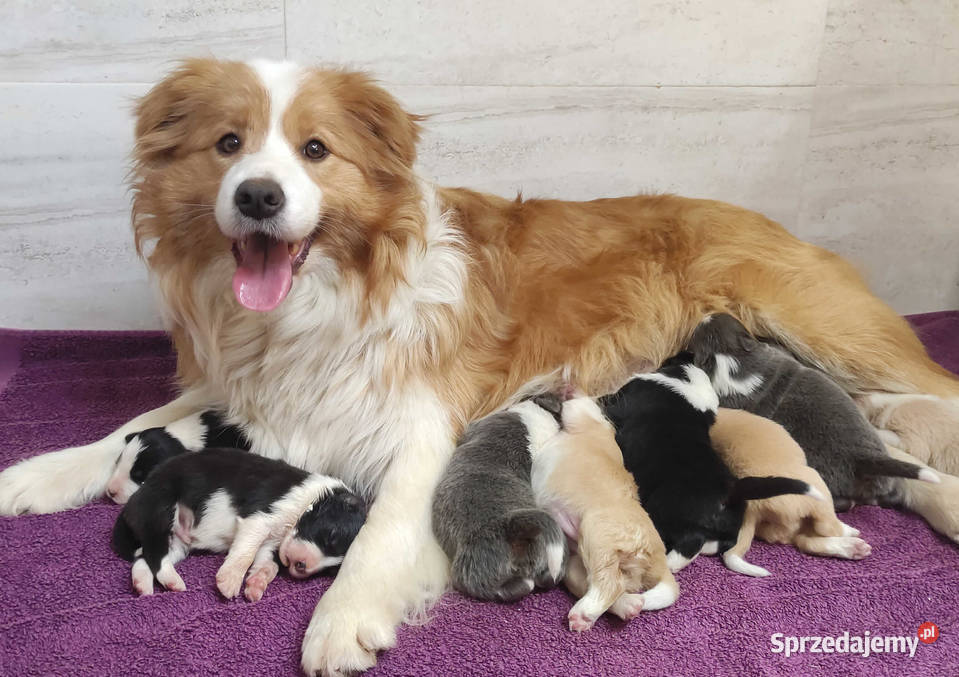 BORDER COLLIE klasyk z dokumentami Iwonicz