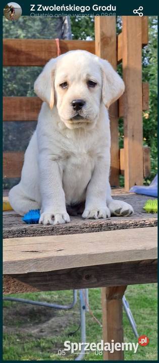 Labrador retriever zapowiedz miotu 2026r Pasztowa Wola