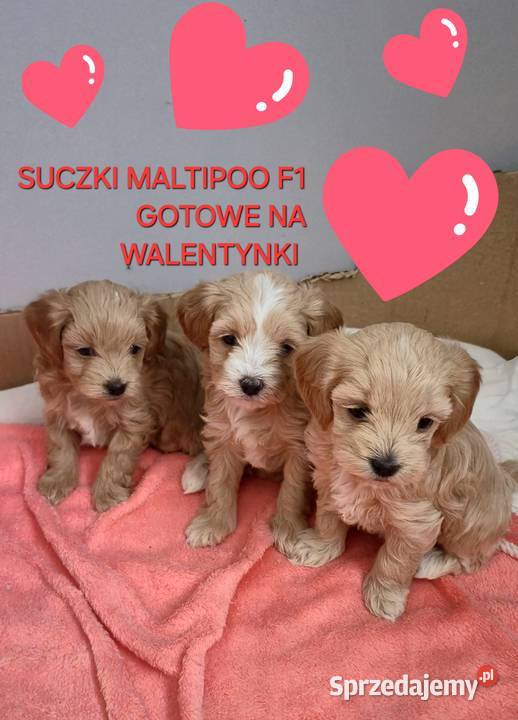 Maltipoo suczki gotowe w lutym Pozostałe